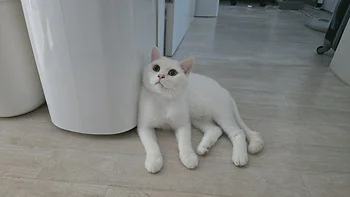 브리티쉬 숏헤어