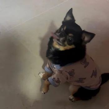 치와와