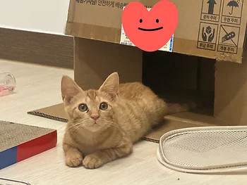 코리안숏헤어, 이름 한국 고양이