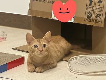 한국 고양이